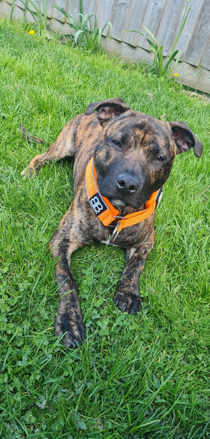 Customer photo review of 5cm RR Collar | Soft Padded & Reflective | Series 2 - Orange