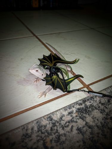 Customer photo review of GrubTerra Fresh Black Soldier Fly Larvae for Reptiles