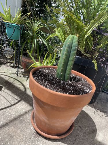 Customer photo review of San Pedro Cactus Cuttings | Echinopsis pachanoi Cuttings