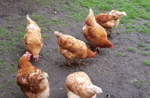 Customer photo review of BlackTasty™ Getrocknete Soldatenfliegenlarven