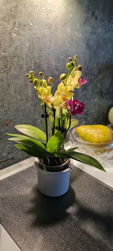 Customer photo review of Cocktail Orchidee mit gelben und roten Blüten