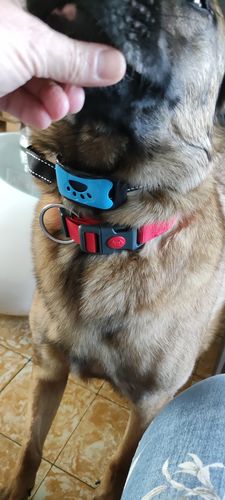 Customer photo review of Collier Anti Aboiement PuppySafe