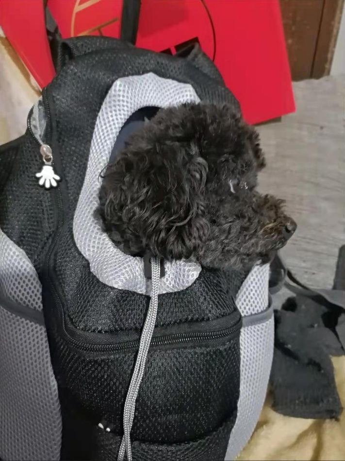 Customer photo review of Dog Backpack