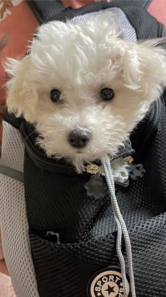 Customer photo review of Dog Backpack