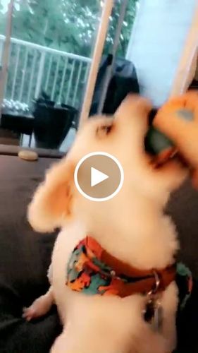 Customer video review of Just Paws