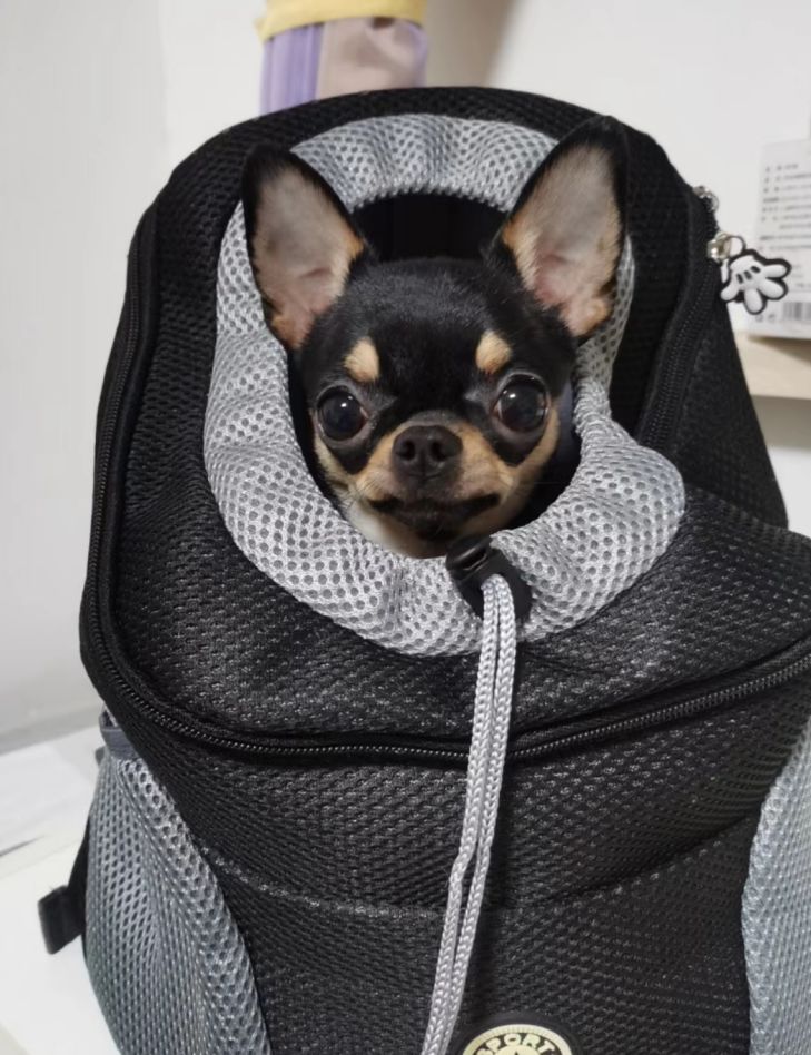 Customer photo review of Dog Backpack