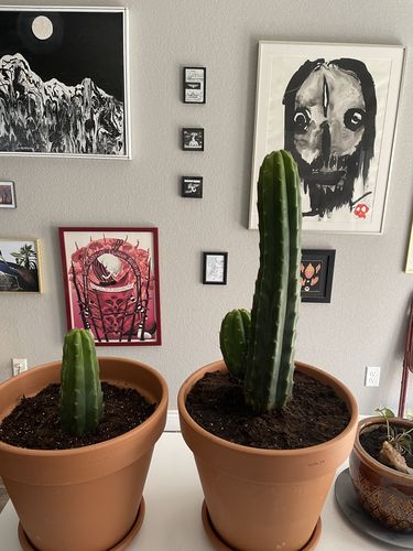 Customer photo review of San Pedro Cactus | Large Branching | Echinopsis pachanoi