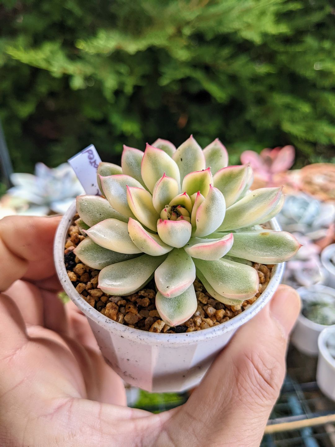 Customer photo review of Echeveria Mebina Variegated