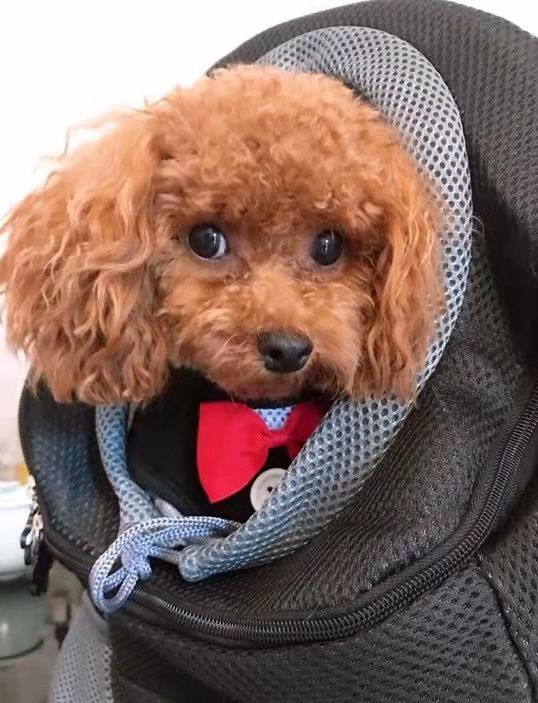 Customer photo review of Dog Backpack