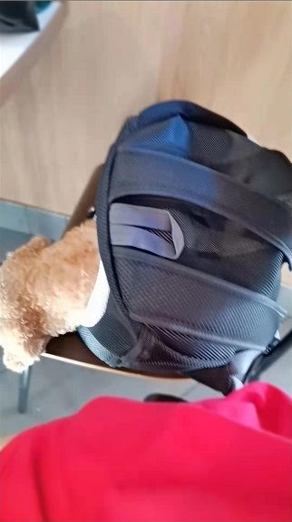 Customer photo review of Dog Backpack