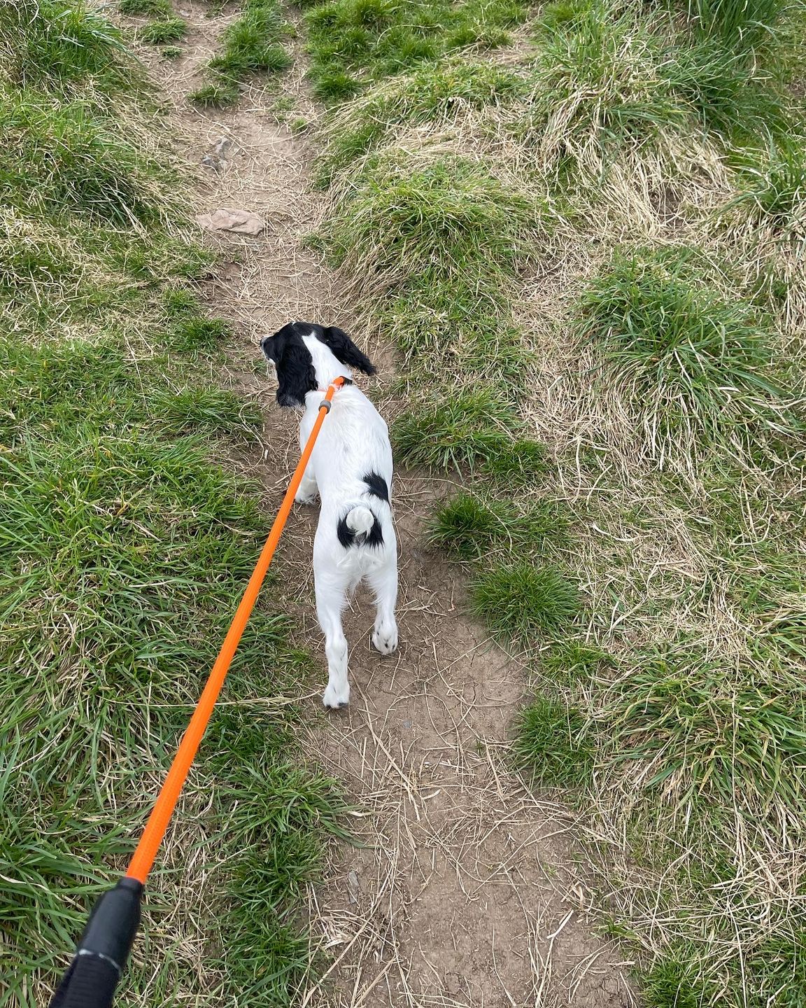 Customer photo review of Slip Lead | Anti-Pull & Anti-Choking Training Lead - Orange