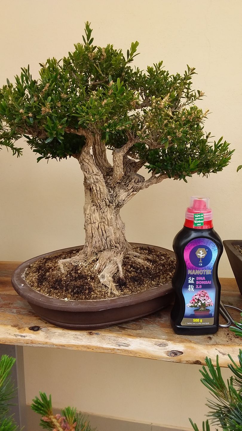 Customer photo review of NANOTEK CB® (DNA BONSAI 2.0)