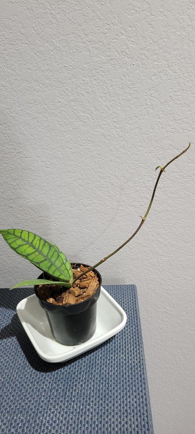 Customer photo review of 3" Hoya callistophylla