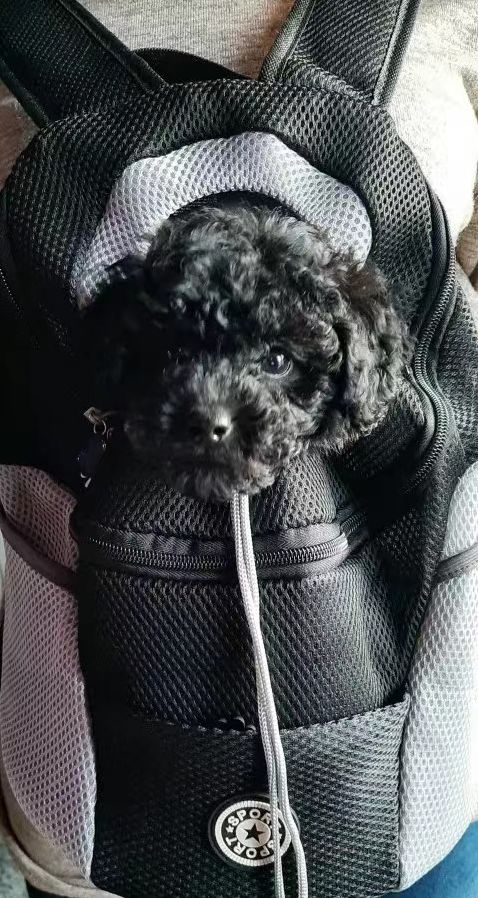 Customer photo review of Dog Backpack
