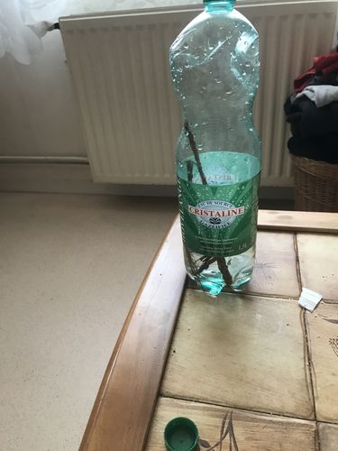 Customer photo review of Khamaré • Racines de vétiver