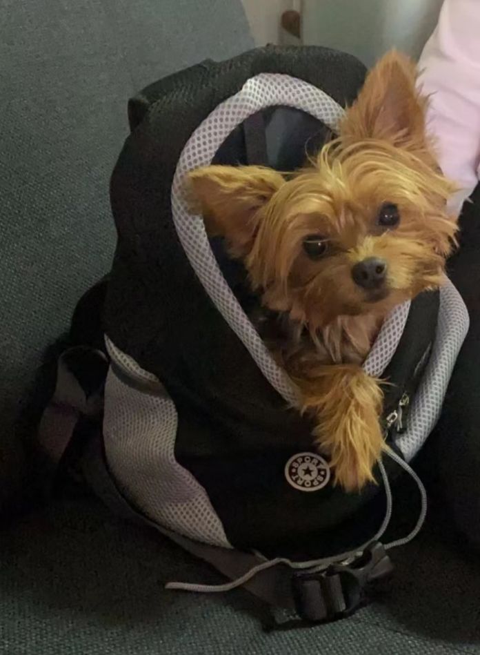 Customer photo review of Dog Backpack