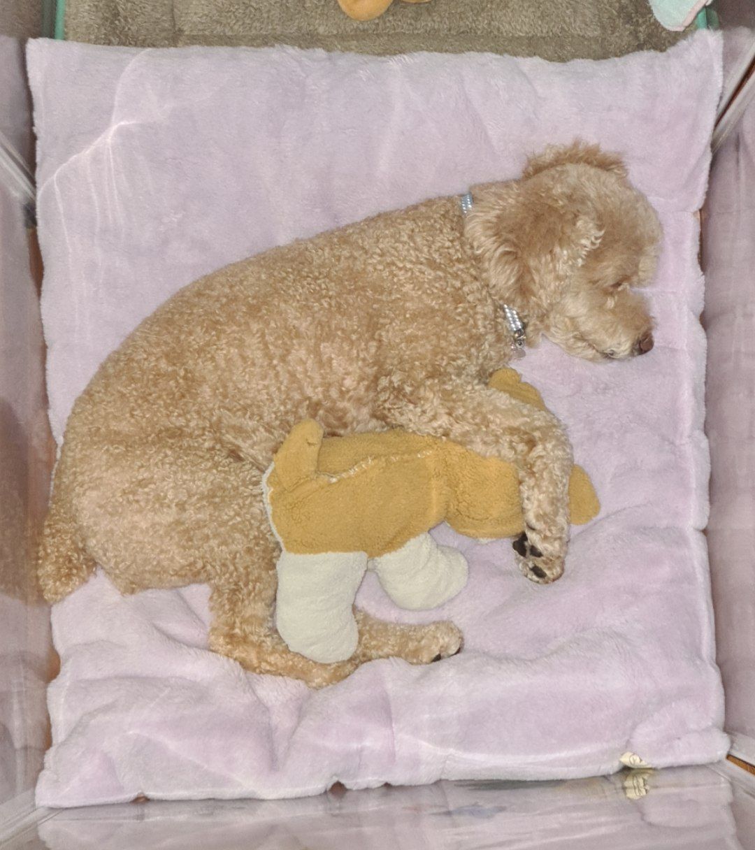 Customer photo review of Sleeping Blanket