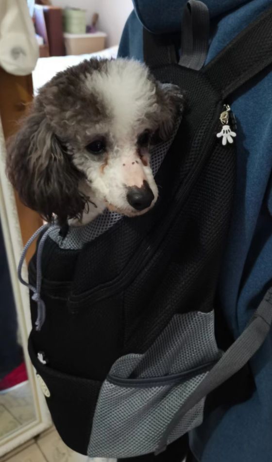 Customer photo review of Dog Backpack