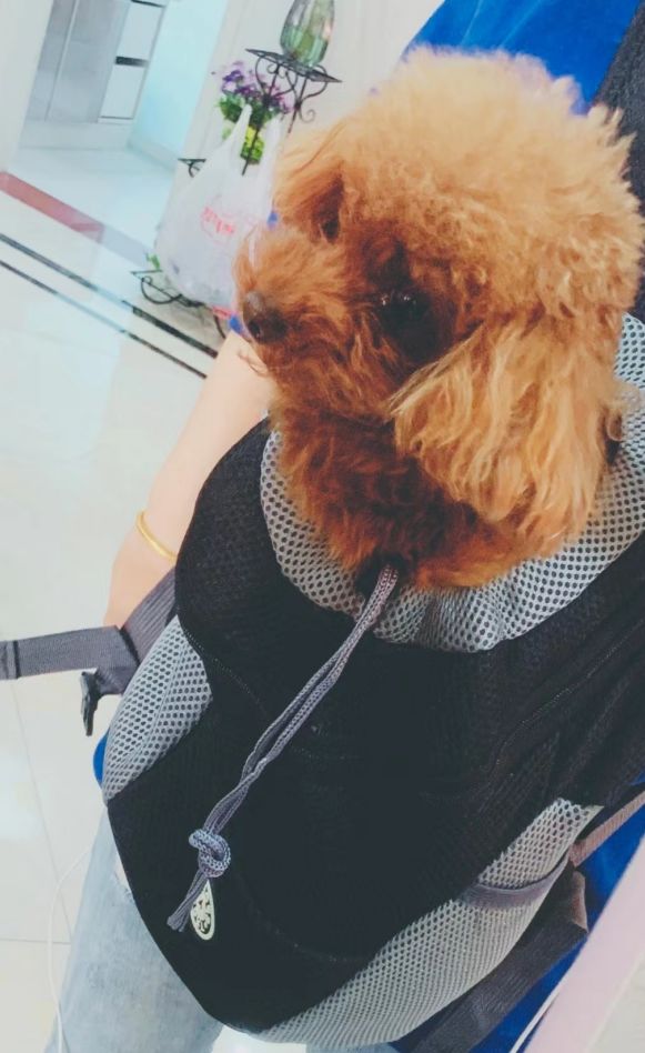 Customer photo review of Dog Backpack
