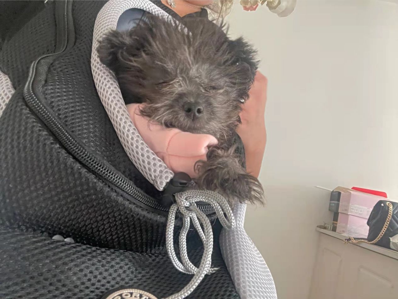 Customer photo review of Dog Backpack