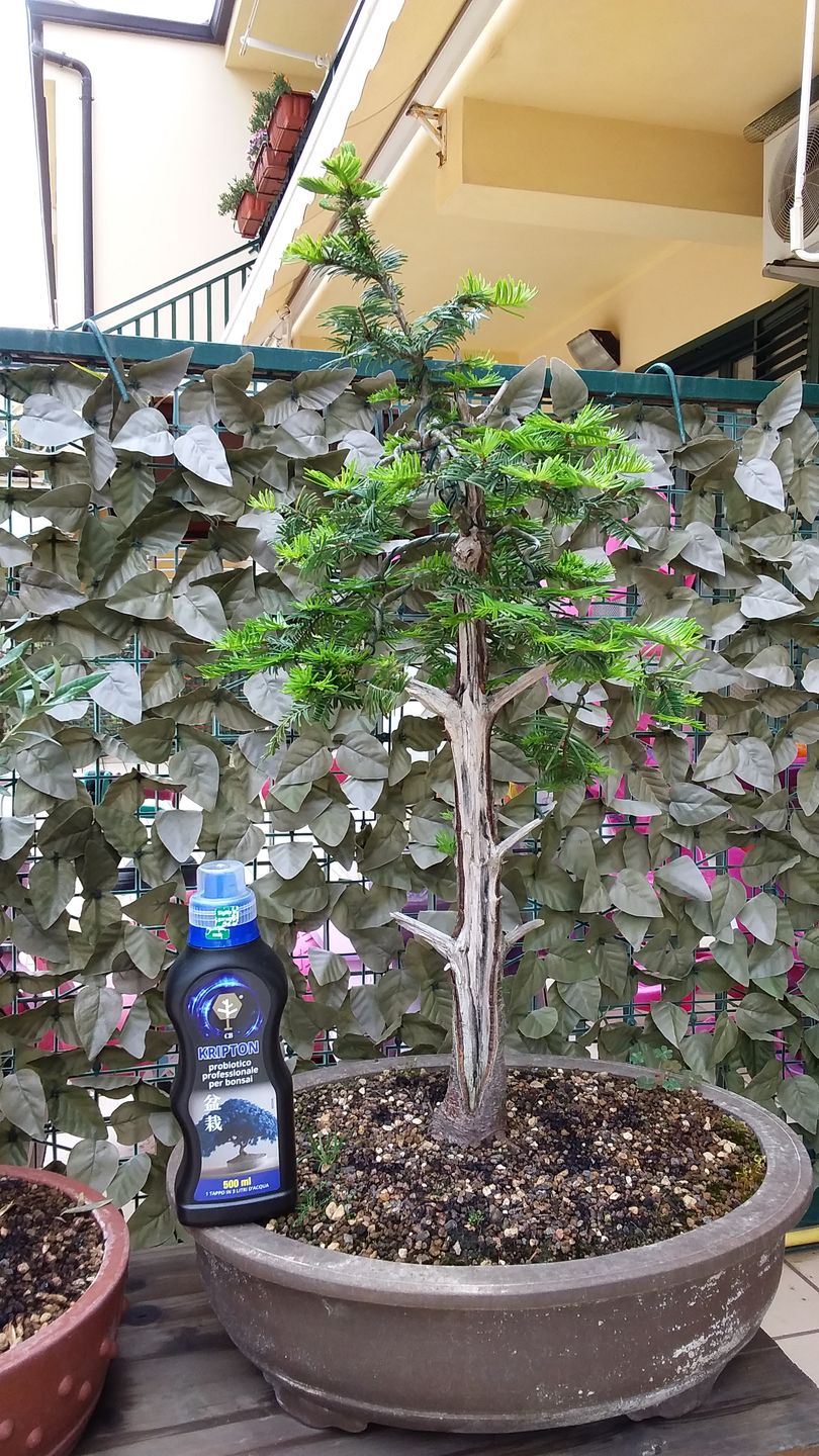 Customer photo review of KRIPTON CB® (Probiotico professionale per bonsai)