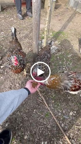 Customer video review of BlackTasty™ Getrocknete Soldatenfliegenlarven