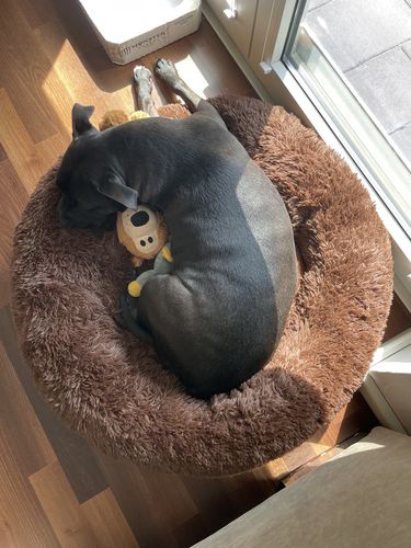 Customer photo review of Puppery Kuschelbett - Das Original