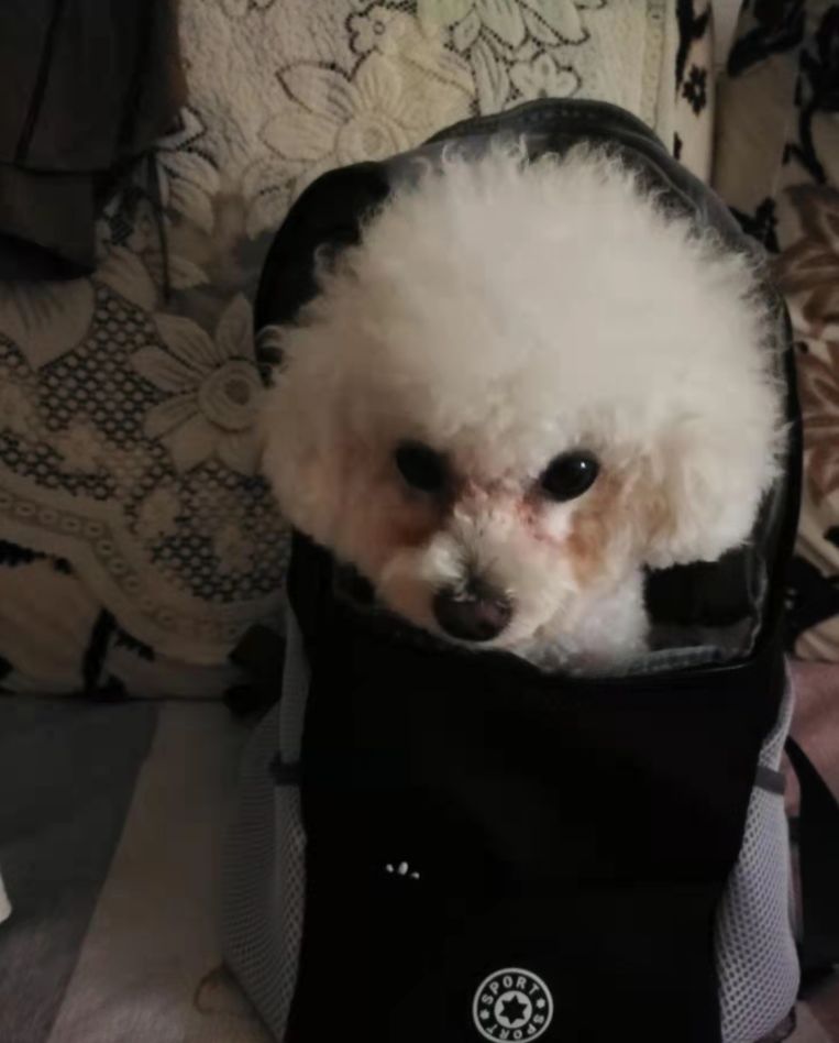 Customer photo review of Dog Backpack