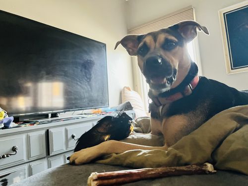 Customer photo review of Hairy Cow Ears - Natural Beef Ears with Hair