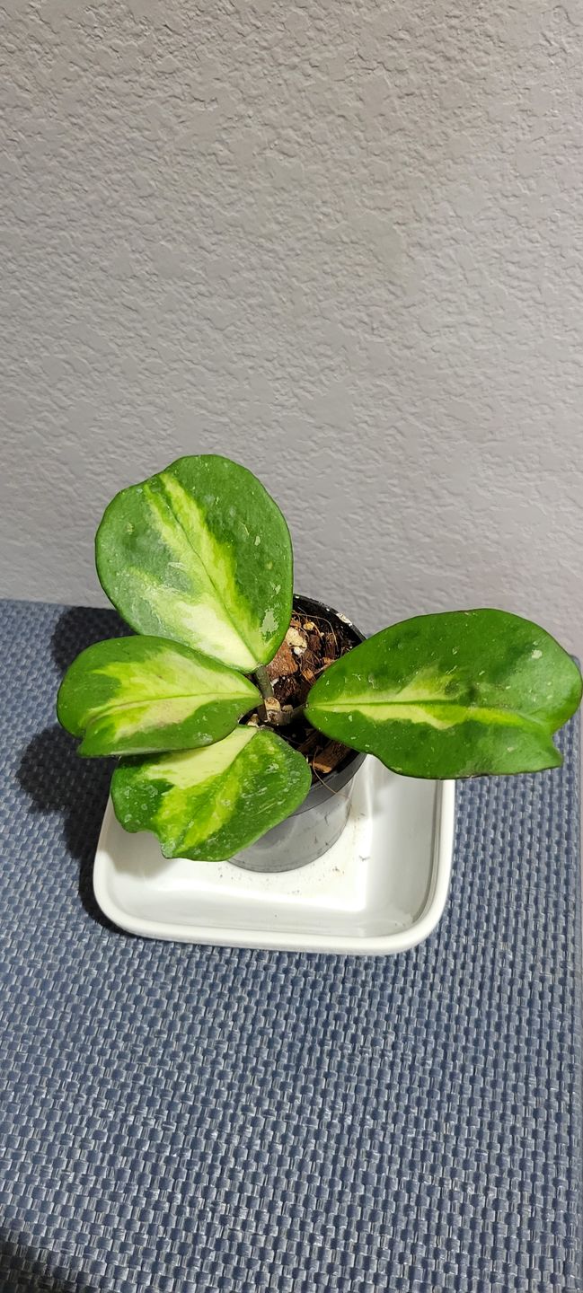 Customer photo review of 4" Hoya obovata 'Variegata'