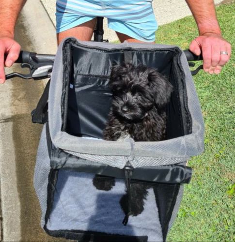 Customer photo review of All In One Pet Carrier Bag Bundle | Backpack for Dogs & Cats | Dog Bike Basket | Car Booster Seat