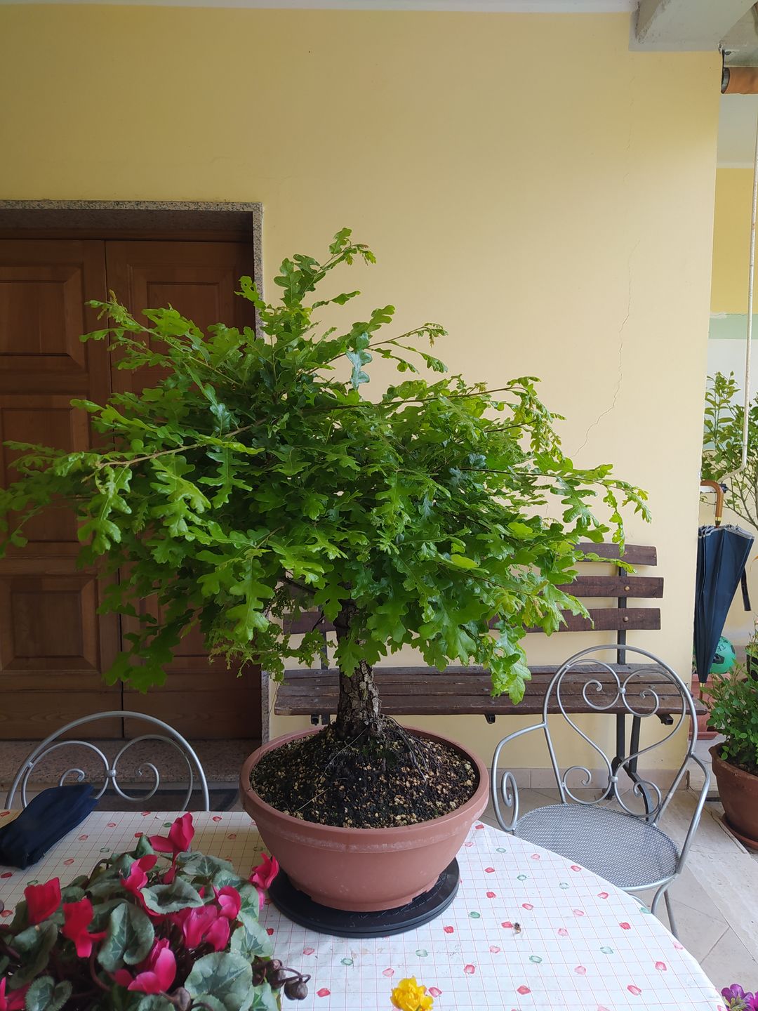 Customer photo review of ESTATE BOMBA PACK