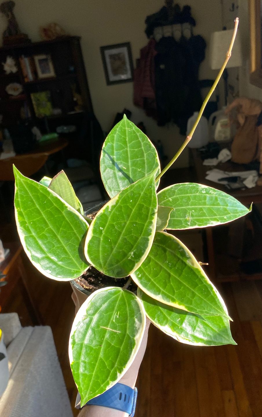 Customer photo review of 4" Hoya macrophylla 'Variegata'