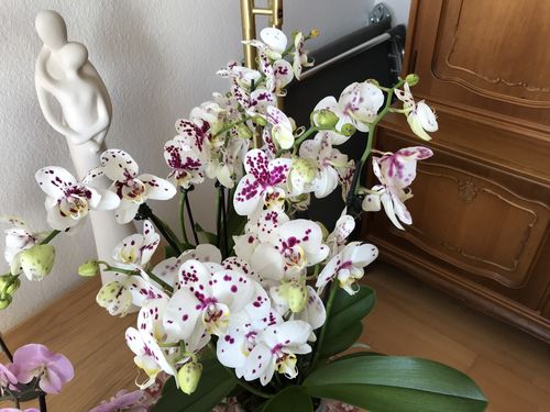 Customer photo review of Große Two of Us Marrakesh mit getupften Blüten und 5+ Stielen