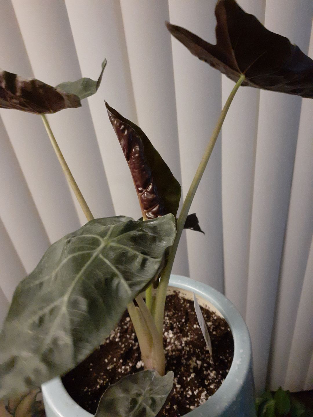 Customer photo review of 4" Alocasia 'Regal Shields'