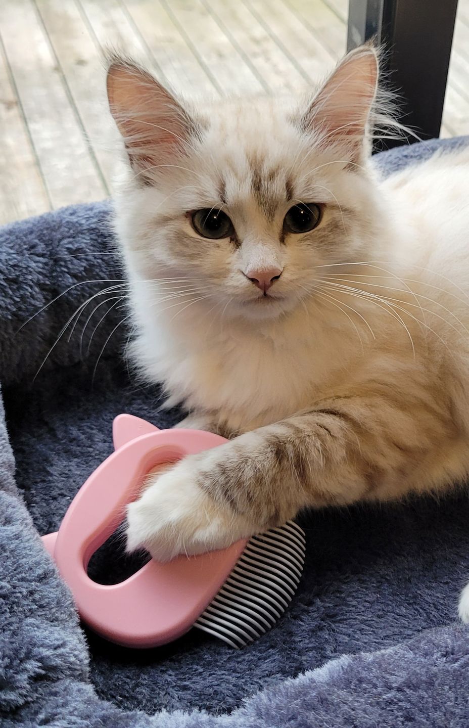 Customer photo review of Cat Hair Removal Massaging Shell Comb