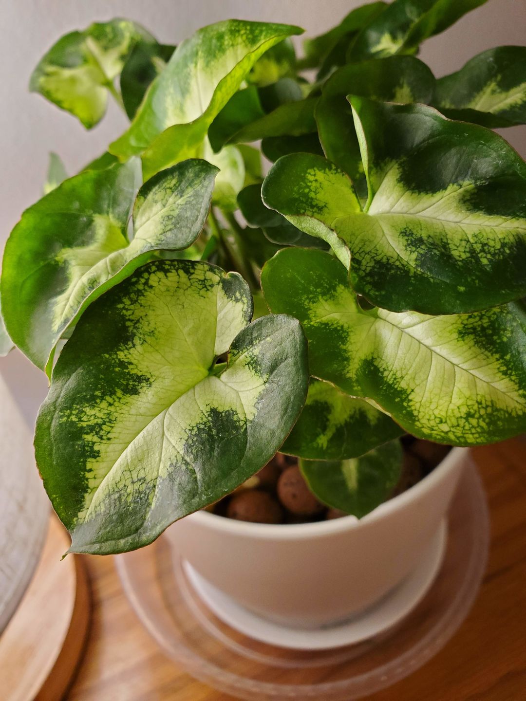 Customer photo review of 4" Syngonium podophyllum 'Pixie'