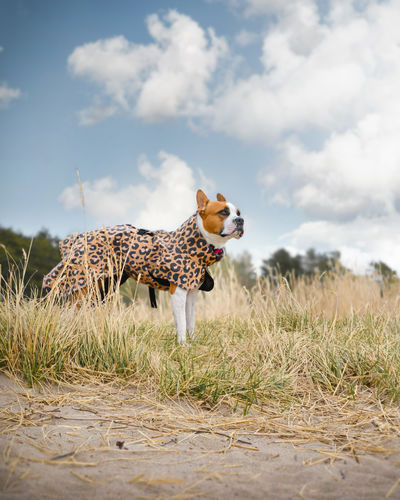 Customer photo review of Visibility Raincoat Lite Leopard for Dogs