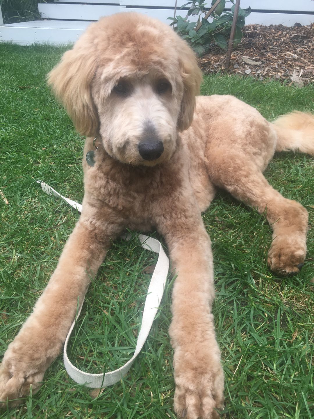 Customer photo review of Organic Hemp Dog Collar - Silver