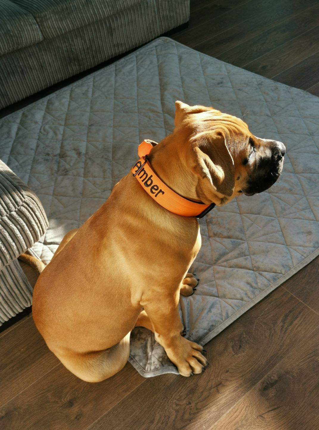 Customer photo review of 4cm Combat® Collar | With Handle & Rated Clip - Orange v2.0