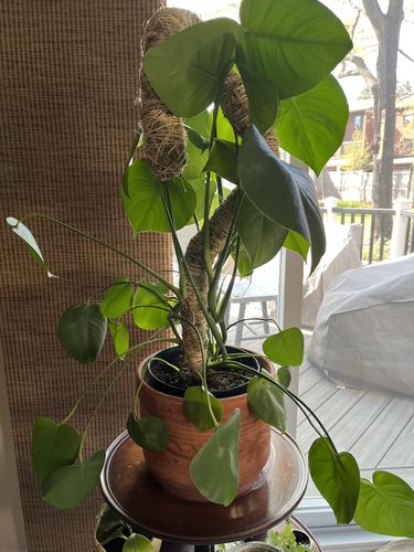 Customer photo of The Original Bendable Moss Pole™ - Best Seller (Pins Included) from Natalie G.