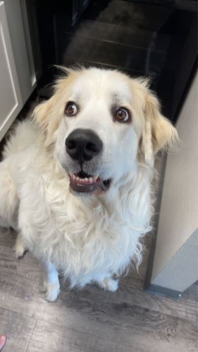 Customer photo review of BarkWise™ Complete