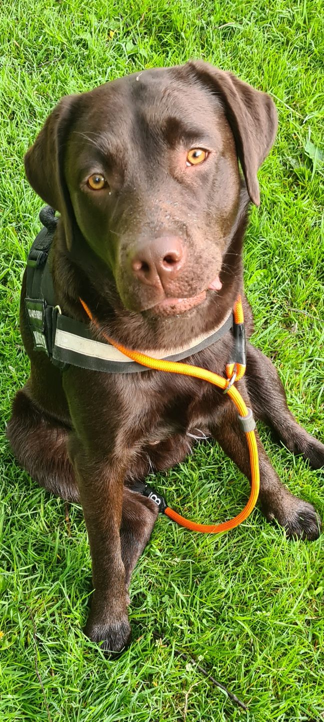 Customer photo review of Slip Lead | Anti-Pull & Anti-Choking Training Lead - Orange