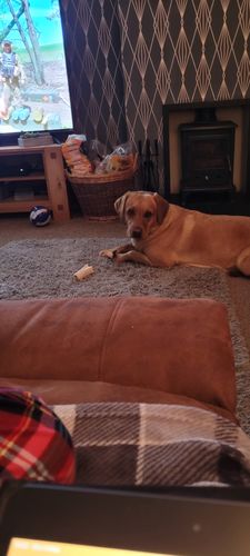 Customer photo review of Chicken Feet 100g