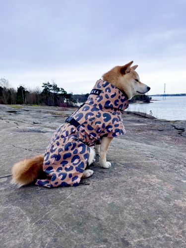 Customer photo review of Visibility Raincoat Lite Leopard for Dogs