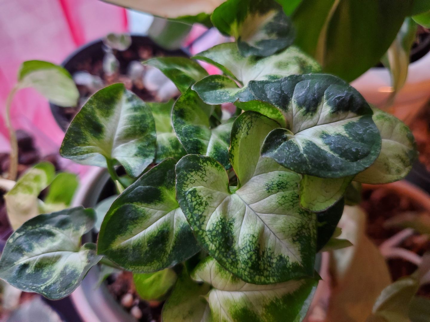 Customer photo review of 4" Syngonium podophyllum 'Pixie'