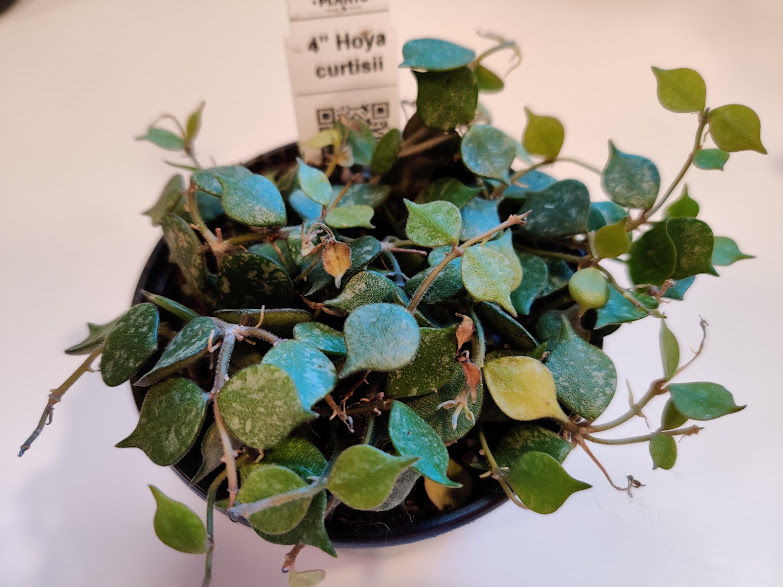 Customer photo review of 4" Hoya curtisii