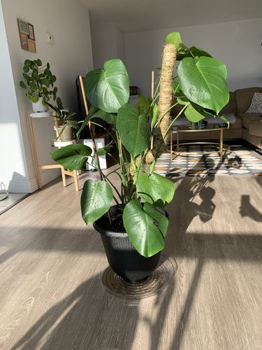 Customer photo of The Original Bendable Moss Pole™ - Best Seller (Pins Included) from Jayde A.