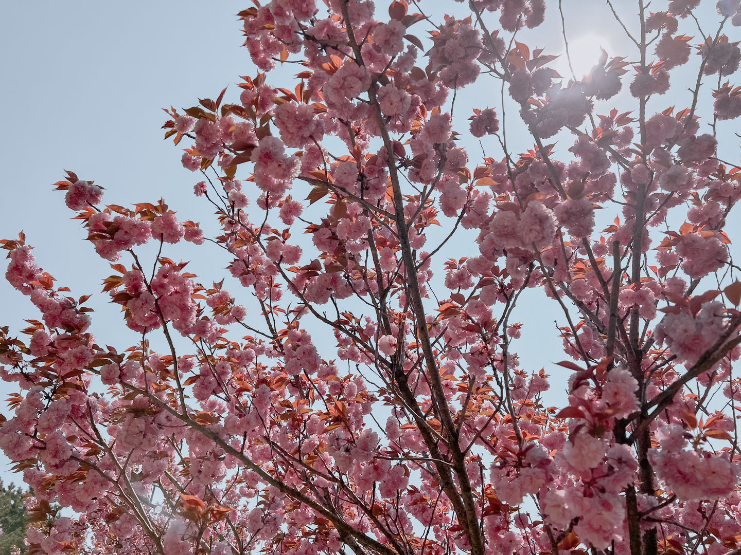 Customer photo review of CREAMY LIGHTROOM PRESETS