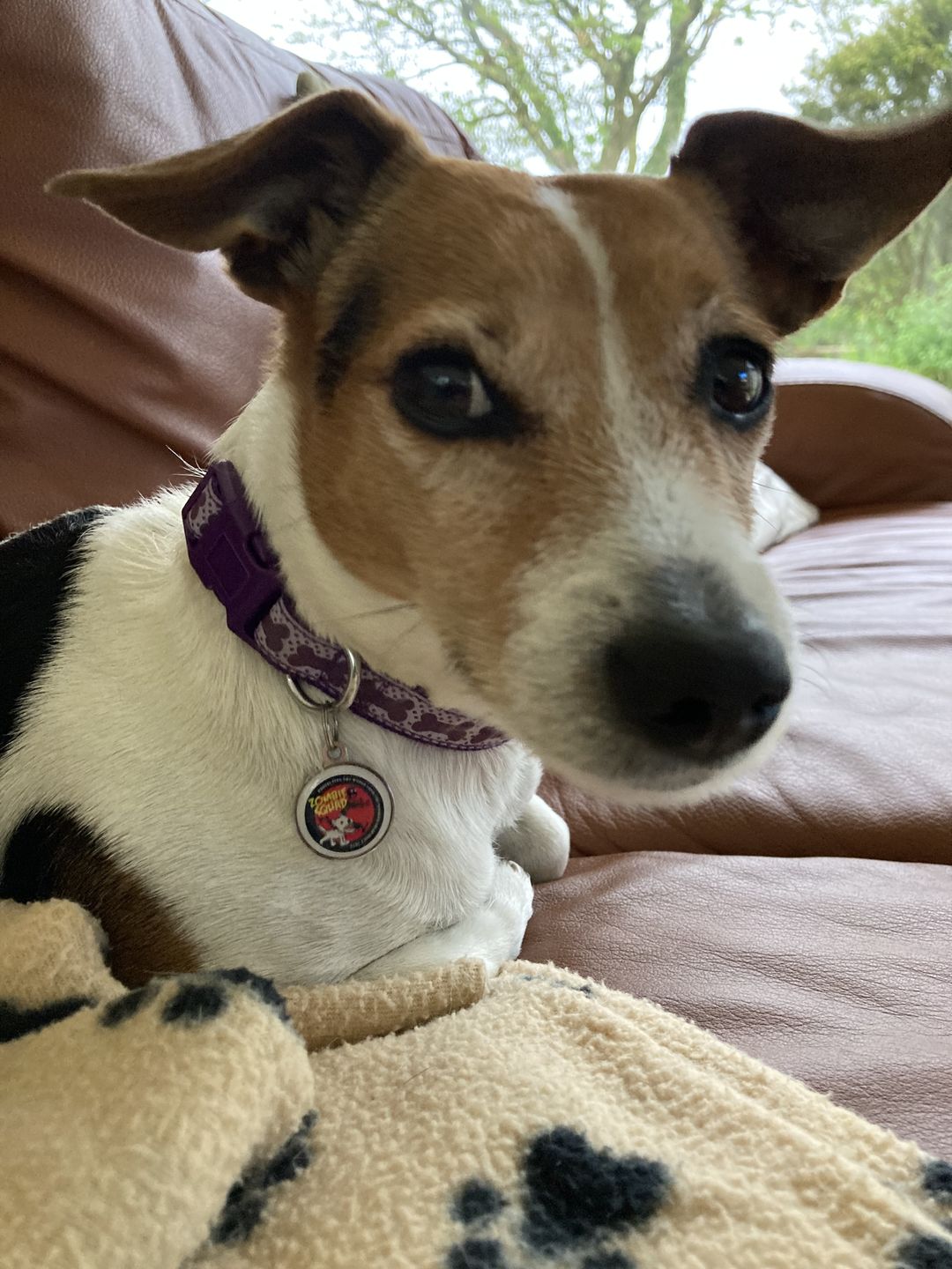 Customer photo review of Zombie Squad Red Pet ID Tag